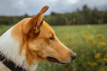 Closeup of a Smooth Collie against the blurred green background