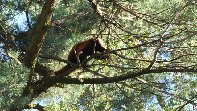 Red Panda on the tree 