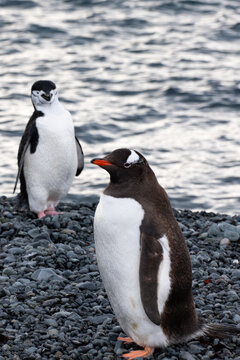 Gentoo and chinstrap penguins on a beach
