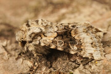 Macro shot of a Hecatera bicolorata