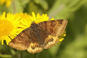 Macro shot of a Euclidia glyphica moth on a yellow flower