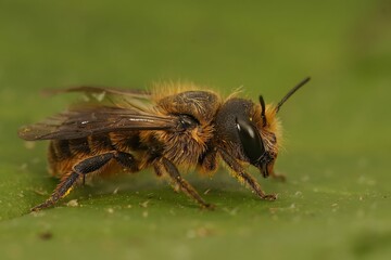 Macro shot of a mason bee (Osmia niveata) on a green leaf