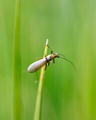 Closeup shot of a stonefly on the grass on blurry background