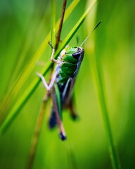 Vertical closeup shot of a Bush-cricket on the grass on blurry background