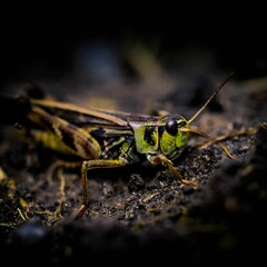 Closeup shot of a Bush-cricket on the ground