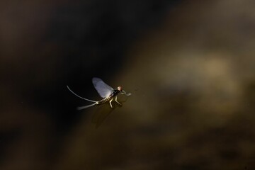 Dragonfly on blurry brown background