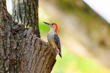 Closeup shot of a cute Red-bellied woodpecker on the tree