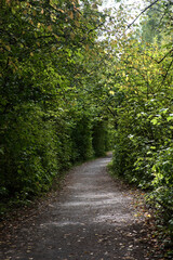 path among green trees in the park