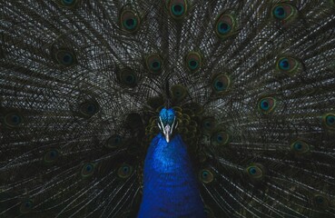 Obraz premium Mesmerizing blue peacock displaying his train - great for a background