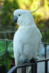 Sulphur-crested cockatoo perching on a railing. Australian bird with white plumage and yellow...