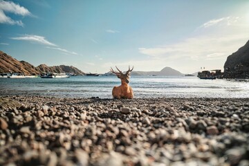 Fototapeta na wymiar Deer resting on the pebble ground on the lake coast