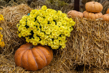 pumpkin in dry hay against blurry yellow autumn colors