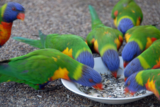 Rainbow lorikeets feeding from a bowl with motion blur. Australian birds with colourful plumage. Rainbow lorikeet (trichoglossus moluccanus) in Sydney, Australia.