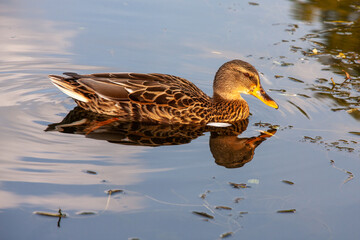 Schwimmende Stockente mit Spiegelung im Wasser