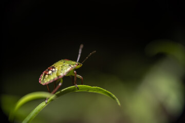 Southern green shieldbug, green stink bug nezara viridula close-up, on a green plant,dark background