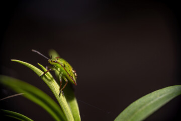 Southern green shieldbug, green stink bug nezara viridula close-up, on a green plant,dark background