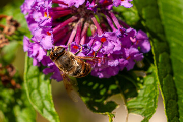 Wildbiene am Schmetterlingsflieder