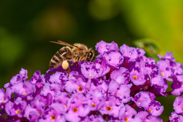 Wildbiene am Schmetterlingsflieder