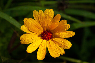 Ringelblume mit Wassertropfen