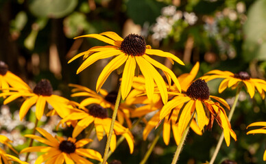 Sonnenhut oder Echinacea