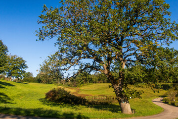 Parklandschaft mit Eiche im Vordergrund