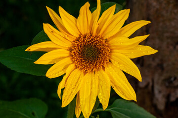Sonnenblume
