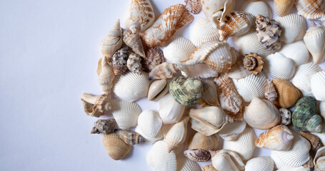 Sea shells on white background