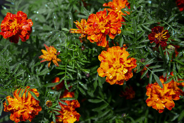 blurred floral background, wet marigold flowers ( Tagetes erecta) in the meadow after the rain