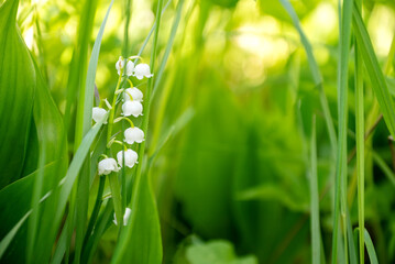 Blooming white lily of the valley flowers among green grass in spring