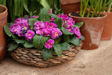 Fototapeta na wymiar Blooming pink primula flowers potted in wicker flowerpot in home garden