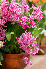 Blooming pink hyacinth spring flowers potted in terracotta flower pot in home garden