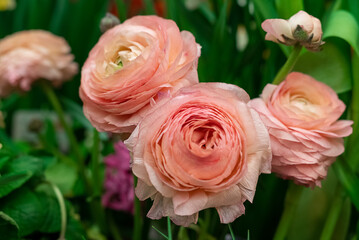 Pink blooming Ranunculus asiaticus or Persian buttercup flowers among green leaves