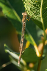 Siberian Winter Damsel