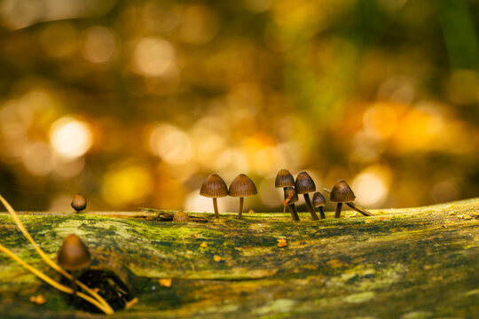 Small mushrooms growing on wood with nice bokeh, Mycena leptocephala, known as the nitrous bonnet