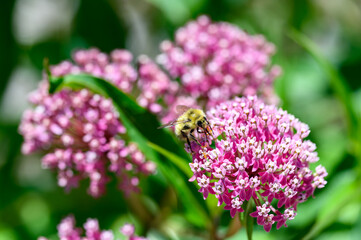 Honeybee pollinating a pink and white flower, as a nature background
