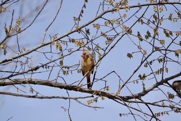Female Cardinal nesting in a tree