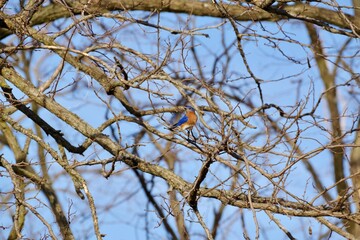 Singing Blue Bird 