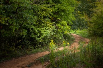 Green foliage with forestal path angle shot