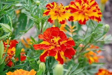 Beautiful red, gold, and yellow flowers on a warm summer evening
