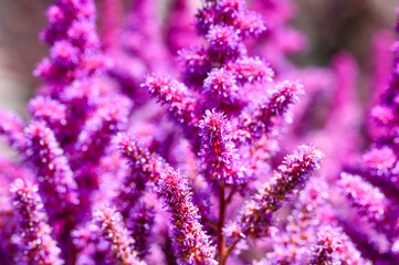 Closeup of fuzzy pink Chinese Astilbe flower blooming in a summer garden
