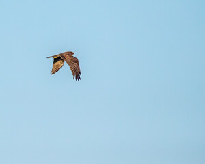 A Marsh Harrier with its wings down