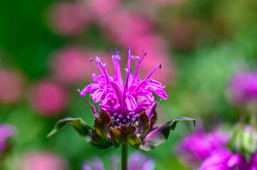 Closeup of the purple bee balm flower blooming in a summer garden
