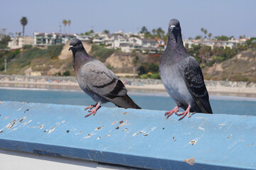 Two pigeons on the San Clemente Pier in Orange County, California, USA