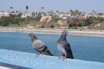 Two pigeons on the San Clemente Pier in Orange County, California, USA