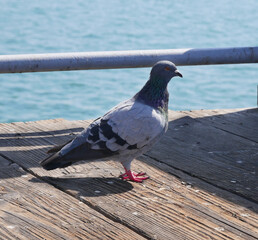 Pigeon on the San Clemente Pier in Orange County, California, USA