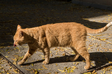 Street stray orange tabby cat closeup in sunny autumn day