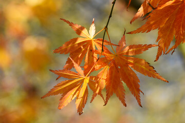 Beautiful orange Autumn Fall Japanese maple leaves in bright sunshine great image for murals and wallpaper 