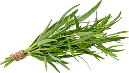 Tarragon bunch isolated on white background