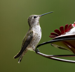 Fototapeta na wymiar Hummingbird perched on a feeder with inquisitive look