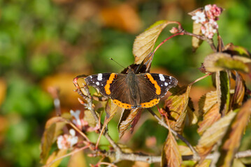 Red admiral butterfly (Vanessa Atalanta) with open wings perched on a brown leaf in Zurich,...